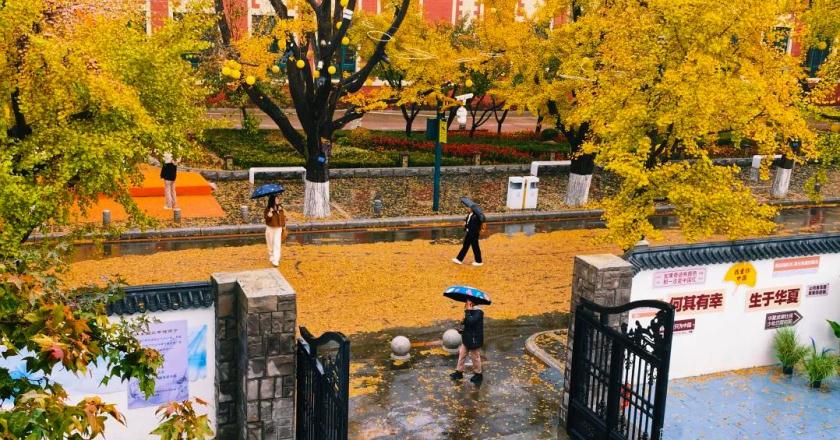 丹東百年銀杏大道靜候八方來客